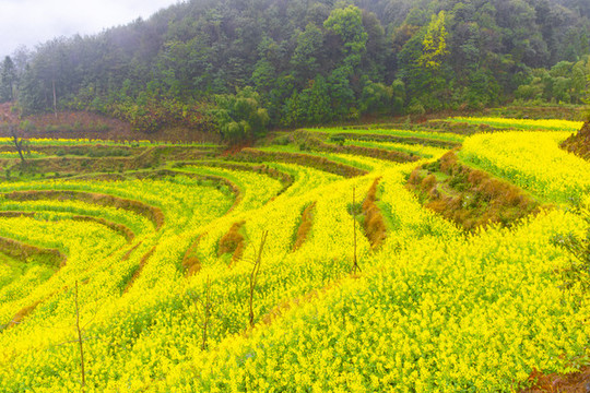 江嶺油菜花