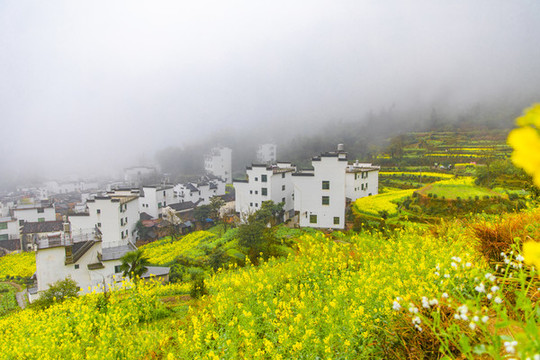 江嶺油菜花梯田