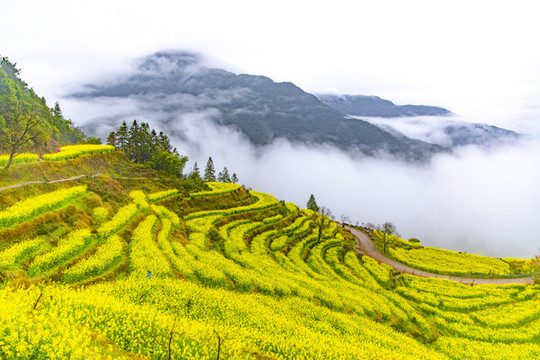 江嶺油菜花梯田