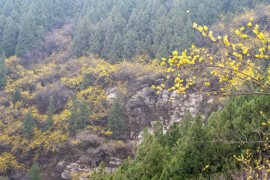 航拍濟(jì)南佛慧山連翹花開(kāi)08