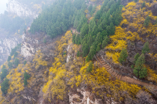 航拍濟南佛慧山連翹花開26