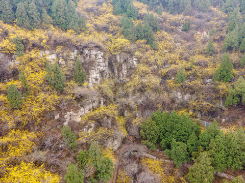 航拍濟南佛慧山連翹花開43