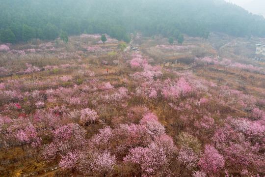 航拍濟(jì)南佛慧山下的桃花08