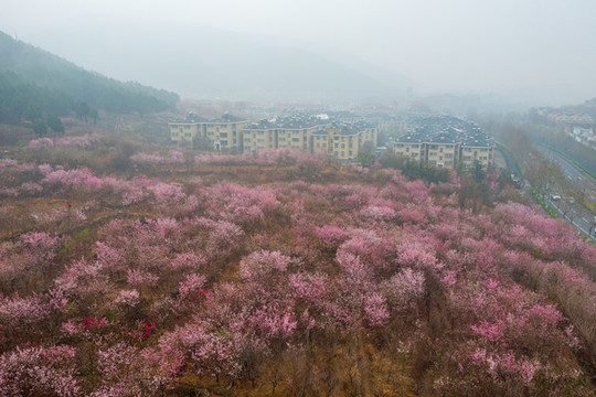 航拍濟(jì)南佛慧山下的桃花25