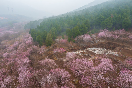 航拍濟(jì)南佛慧山下的桃花27