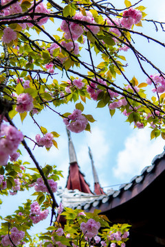 重慶涂山寺