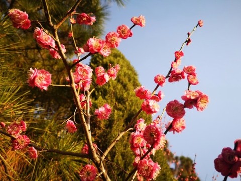 蕪湖早春