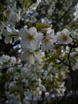 蕪湖早春