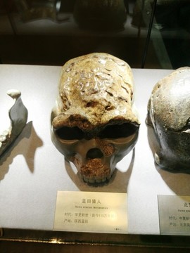 藍田猿人化石