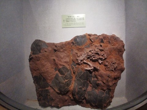 恐龍化石路易貝貝
