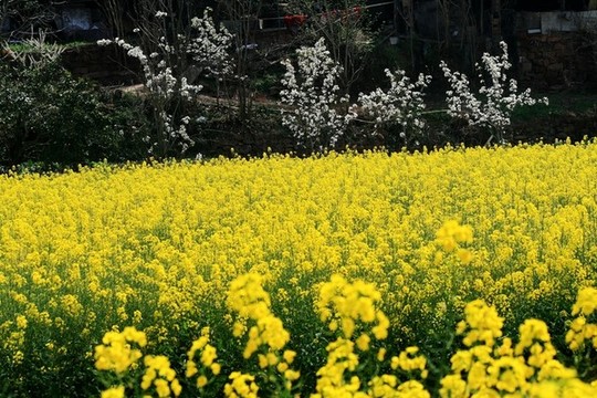 油菜花田
