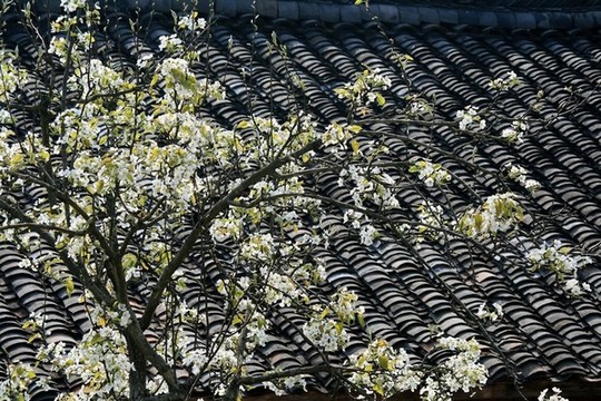 梨樹開花