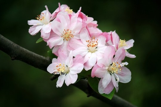 垂絲海棠花