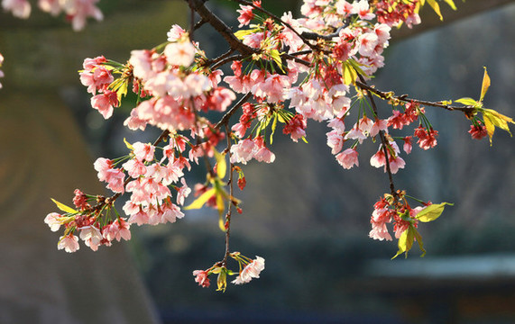 櫻花