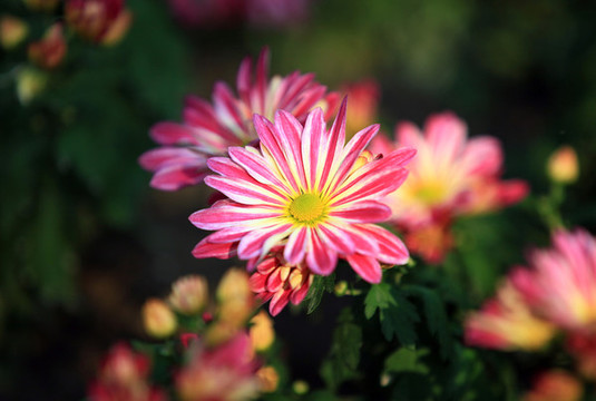 菊花