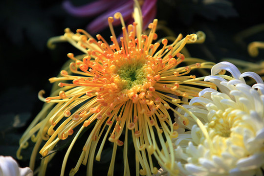菊花