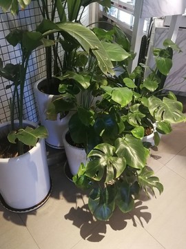 綠色植物
