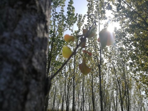 大自然的氣息