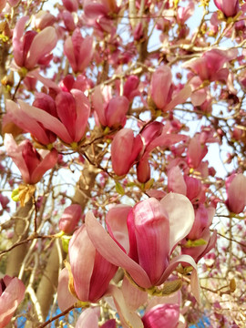 玉蘭花