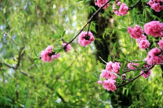 桃花