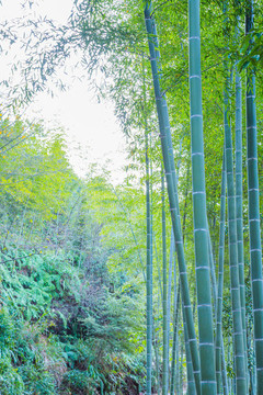 竹林