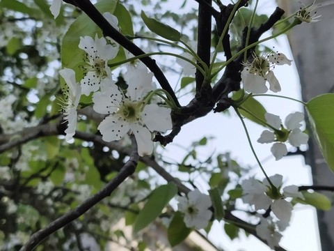 梨花
