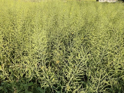 油菜豆莢背景