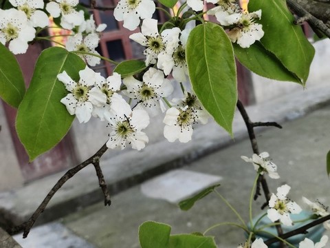 白梨花