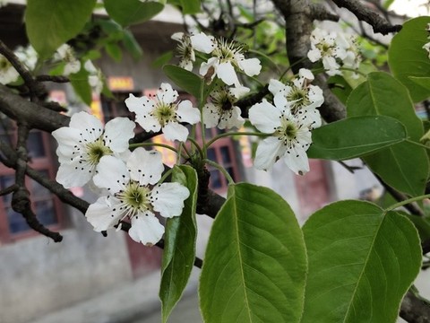 梨花