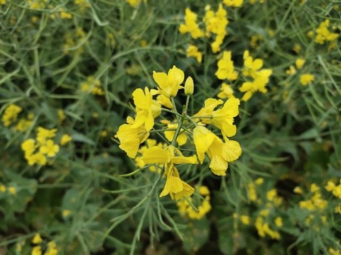 油菜花