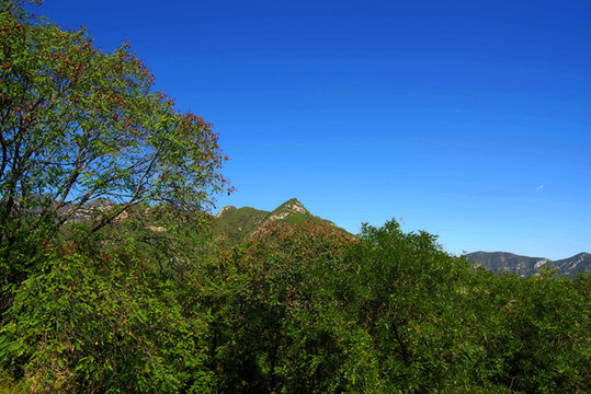 北方巨剎云居寺