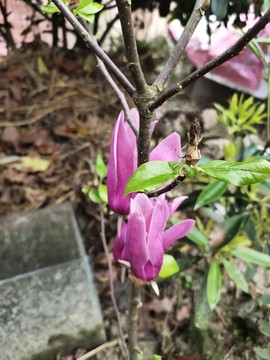 玉蘭花