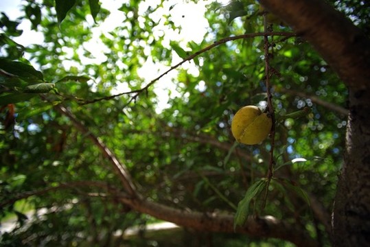 桃苑郊野公園