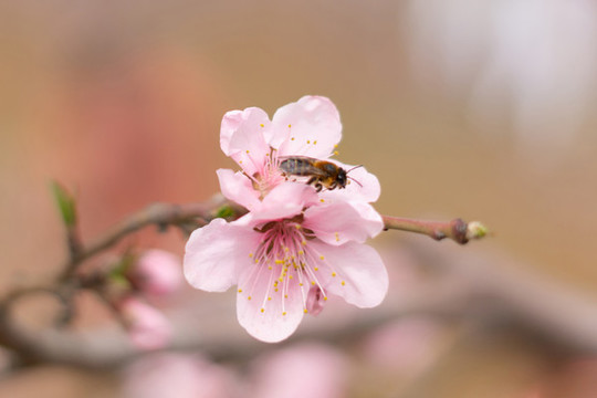 肥城桃花節(jié)