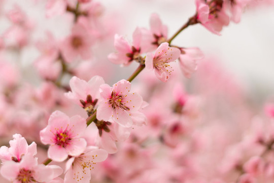 肥城桃花節(jié)