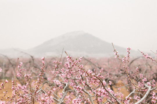 肥城桃花節(jié)