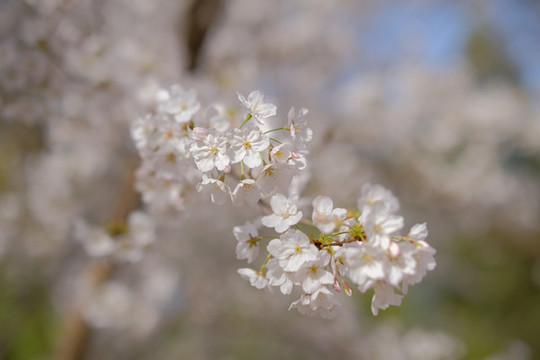 櫻花