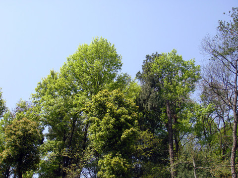 陽(yáng)光樹林