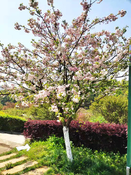櫻花樹