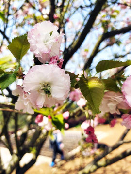 櫻花