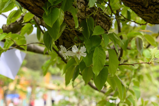 梨樹花