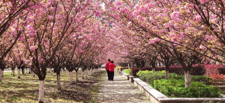 櫻花