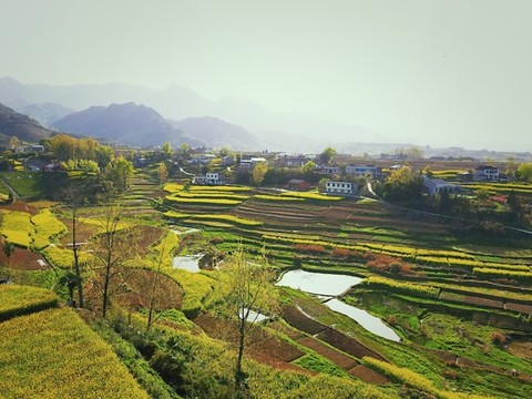 中峰油菜地