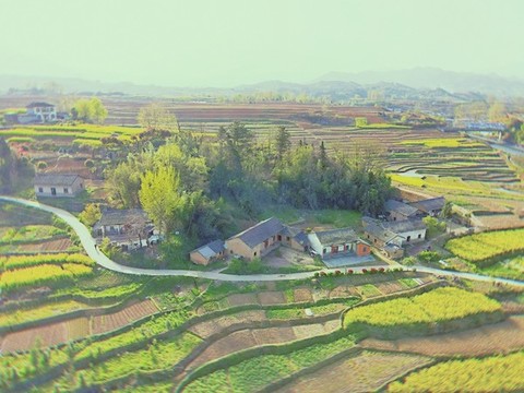 中峰油菜風(fēng)光