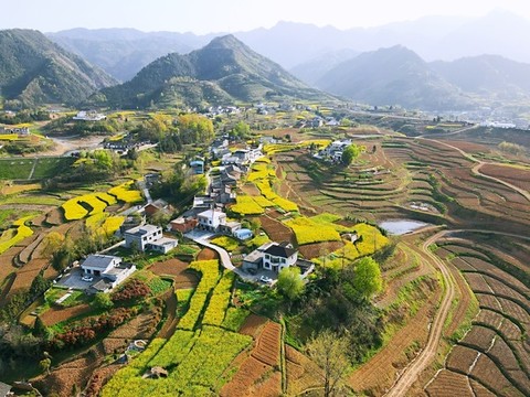 中峰油菜田