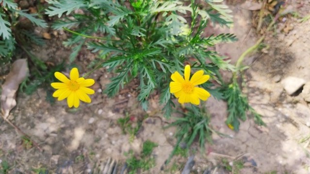 黃金菊