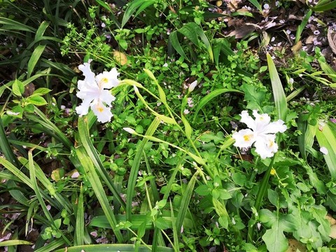 蝴蝶花