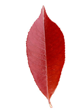 石楠葉特寫(xiě)