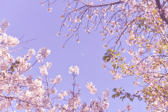 櫻花