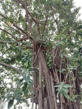 印度橡膠榕